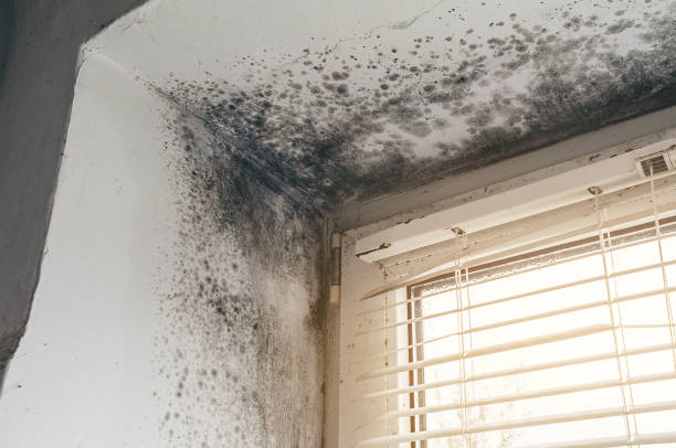 Affordable Mold Inspection And Testing solutions in Little Falls, NJ